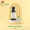 Daisy-Flower-essential-oil-tinh-dau-hoa-cuc-natural-essence-tinh-chat-thien-nhien