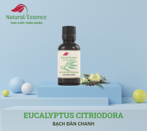 Eucalyptus-Citriodora-essential-oil-tinh-dau-bach-dan-chanh-natural-essence-tinh-chat-thien-nhien